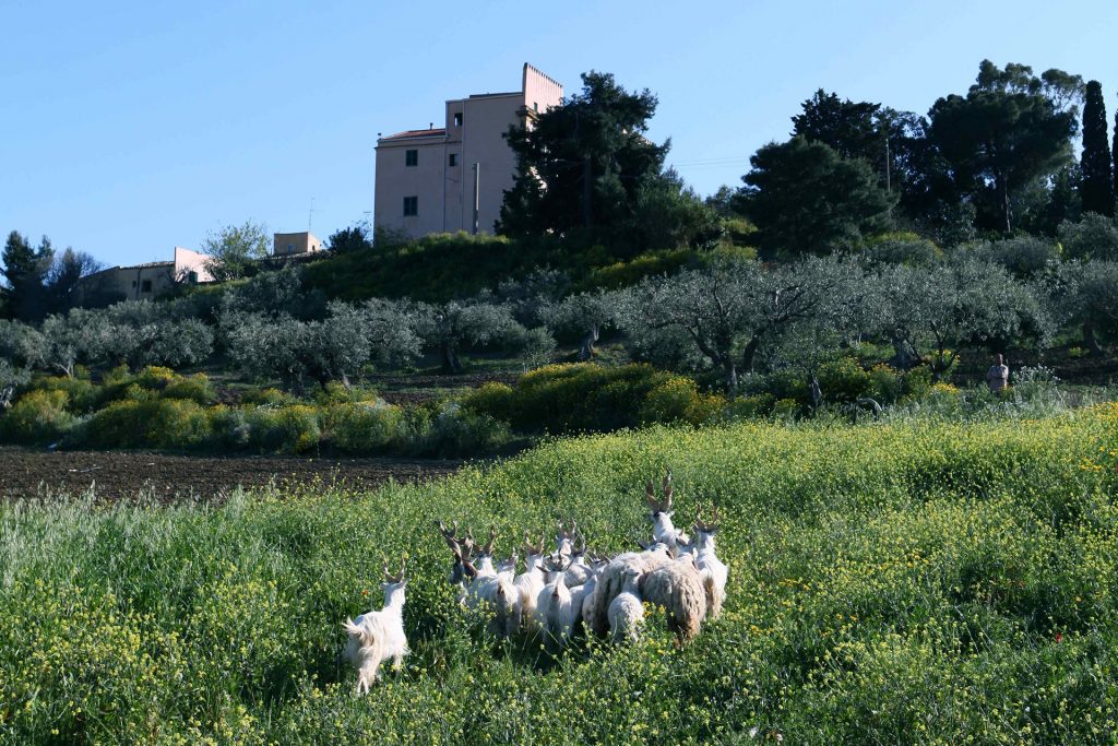 Goats in the fields by Fattoria Mose