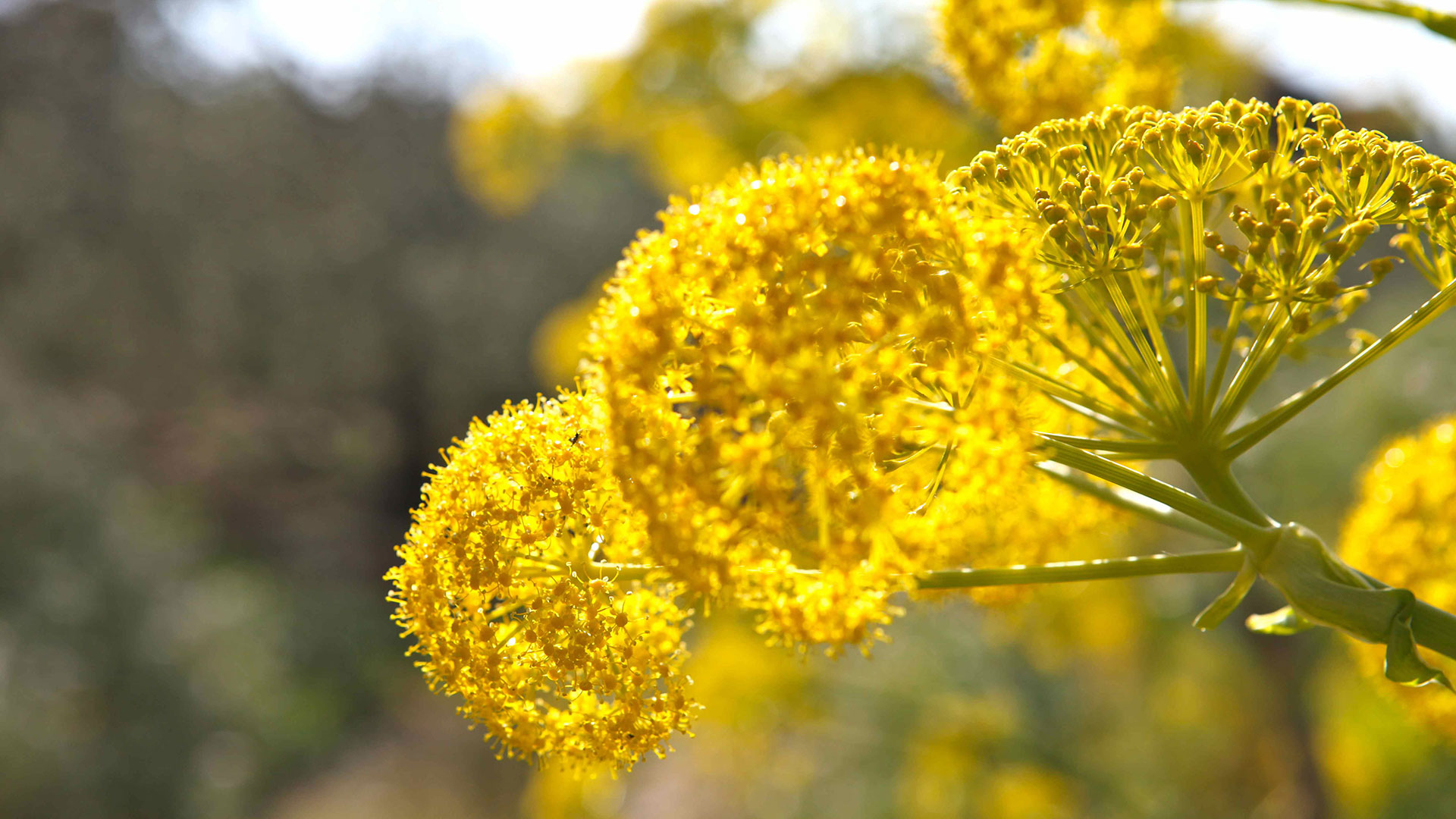 Yellow flowers in the sunny garden of Fattoria Mose